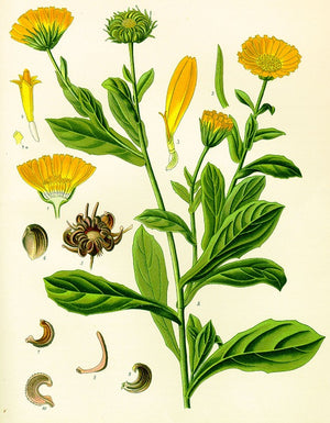 Neven – Calendula officinalis